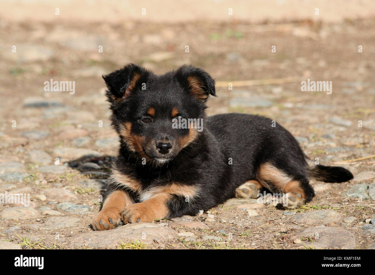 Cute black dog puppy Stock Photo - Alamy