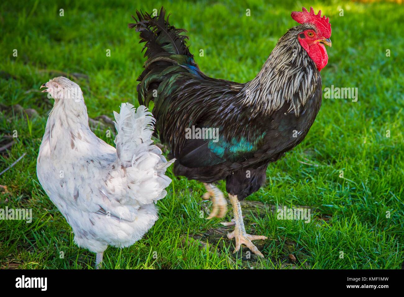 Chickens walk around at the U.S. Department of Agriculture Peoples
