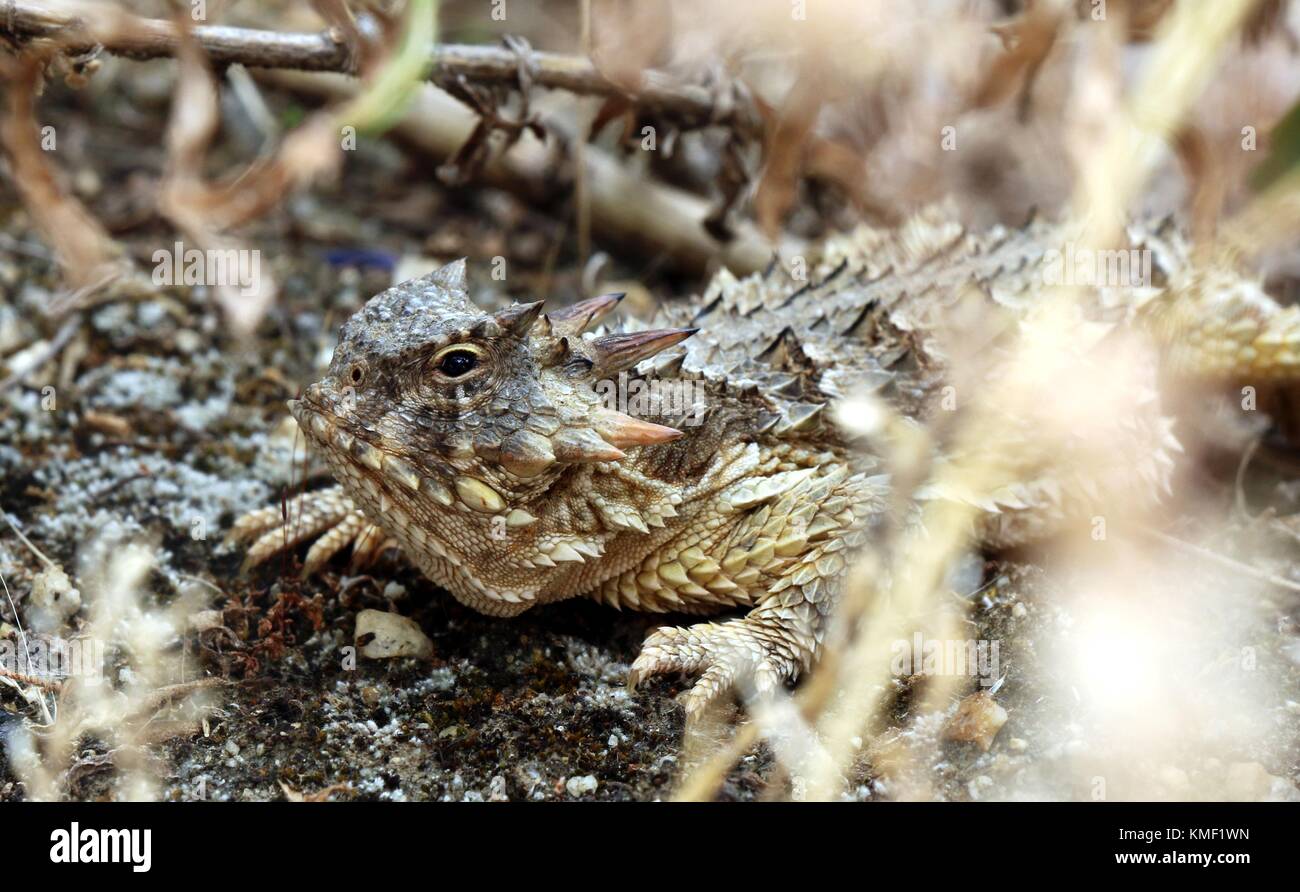 A coast horned lizard camouflages into its environment at a restoration site May 24, 2017 in California. (photo by Joanna Gilkeson via Planetpix) Stock Photo