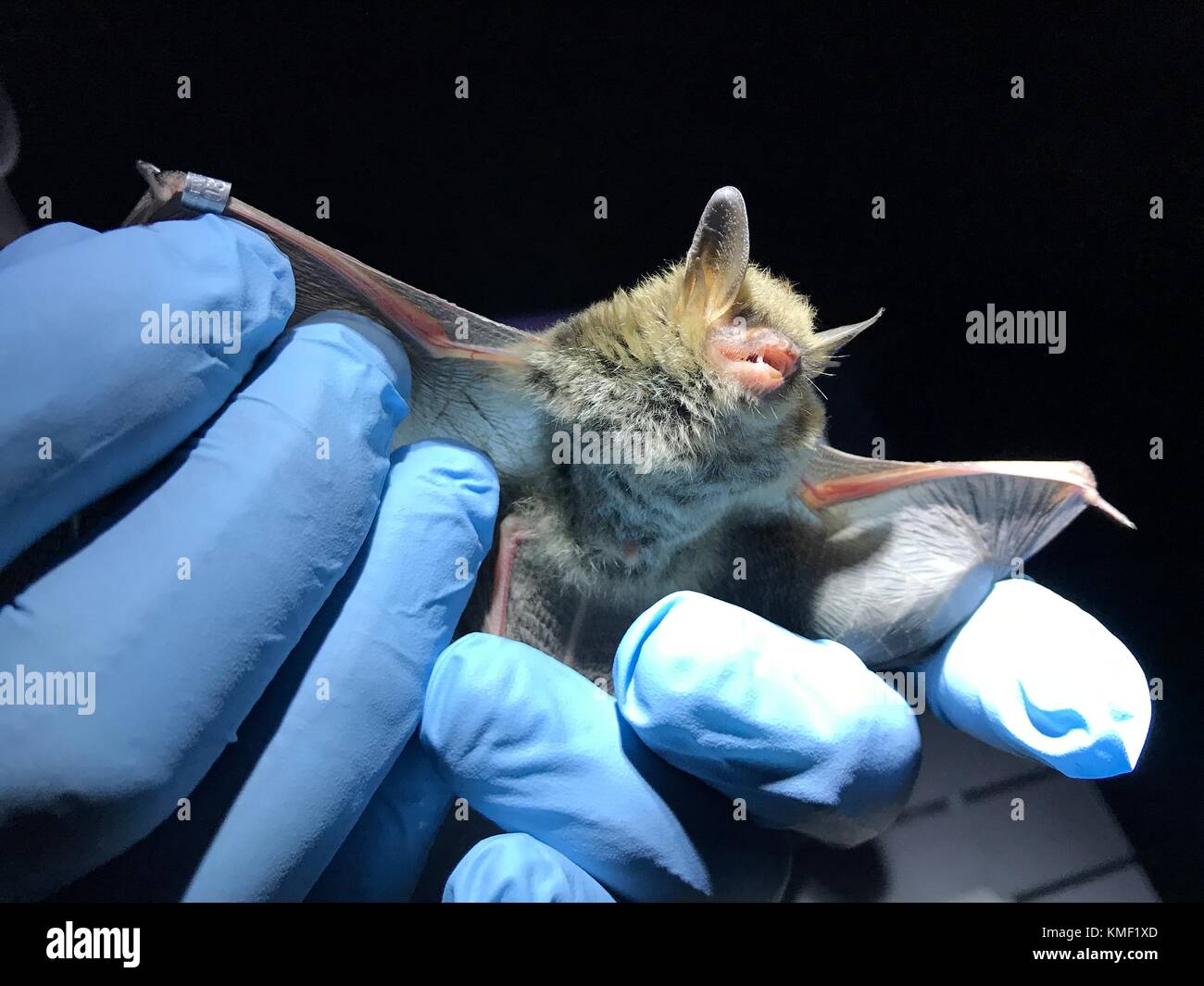 Wildlife biologists catch a northern long-eared bat July 18, 2017 near Camden, North Carolina. (photo by Gary Jordan via Planetpix) Stock Photo