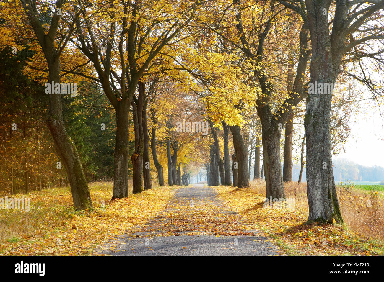 way in autumn in Poland Stock Photo - Alamy