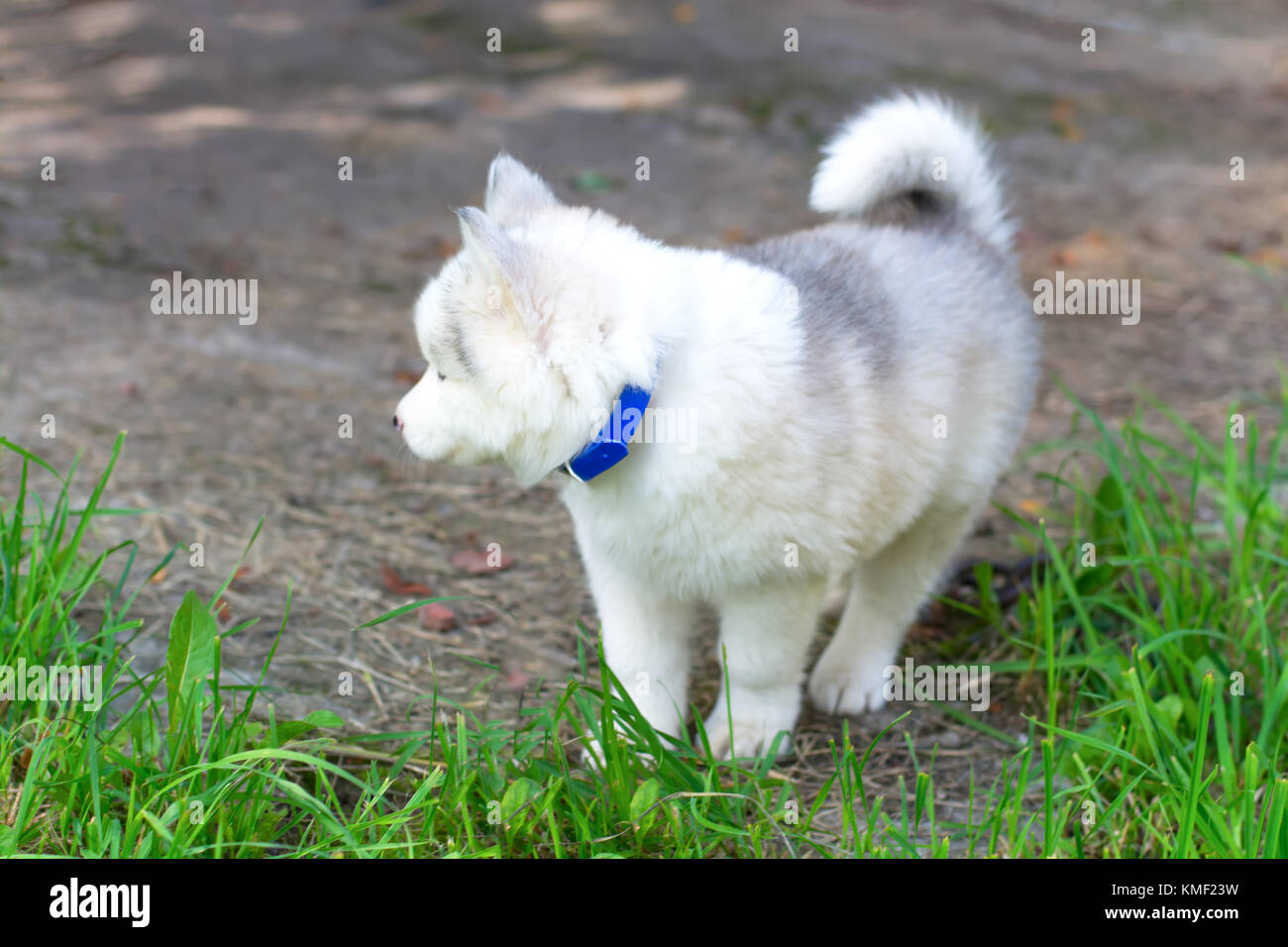 Siberian husky puppy playing in green grass Stock Photo - Alamy