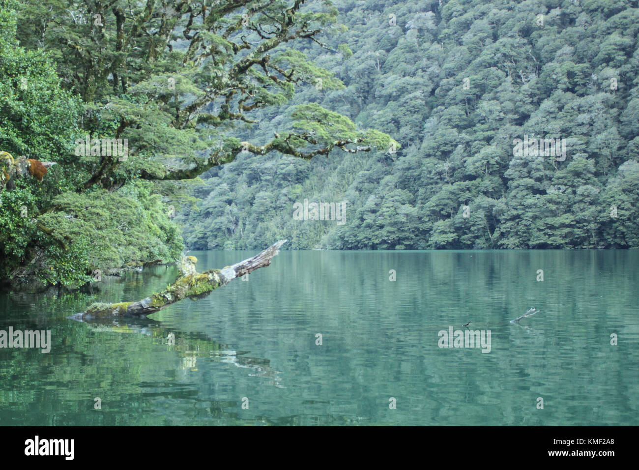 Lake surrounded by green Beech trees on Fiordland national park, New Zealand. Stock Photo