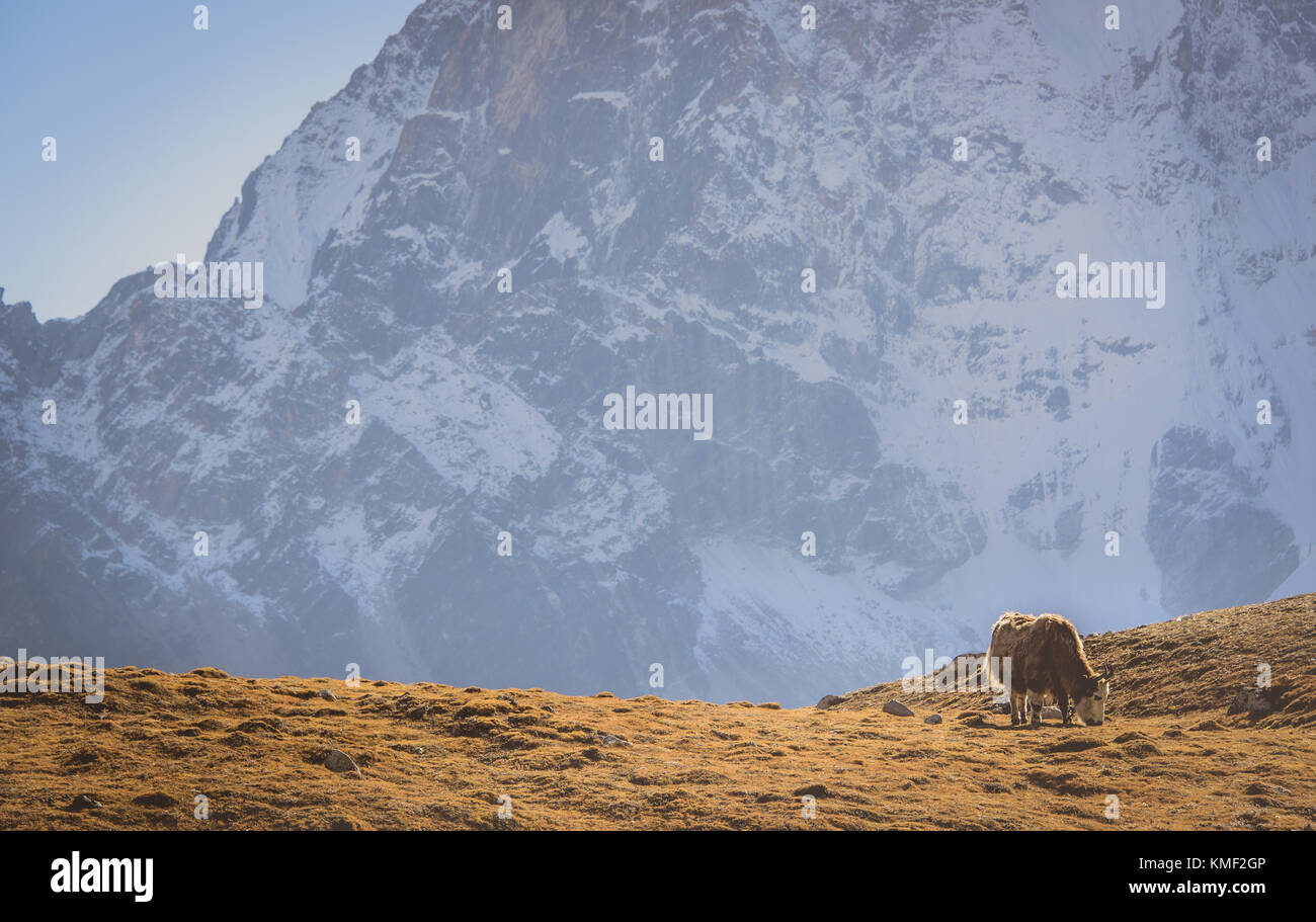 Yak grazing in the Himalayan Mountains Stock Photo