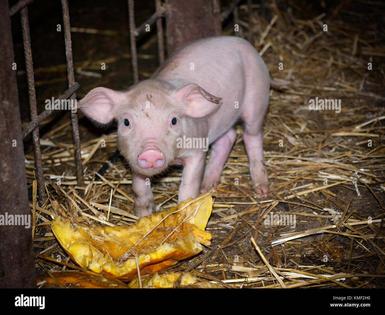 Young pig on a farm eats a pumpkin. Stock Photo