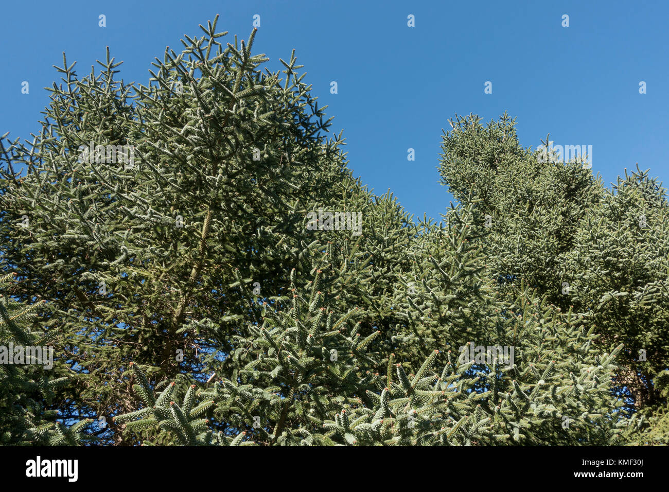 Foliage of Spanish fir, Abies pinsapo in natural park Sierra de las Nieves , Andalusia, Spain Stock Photo