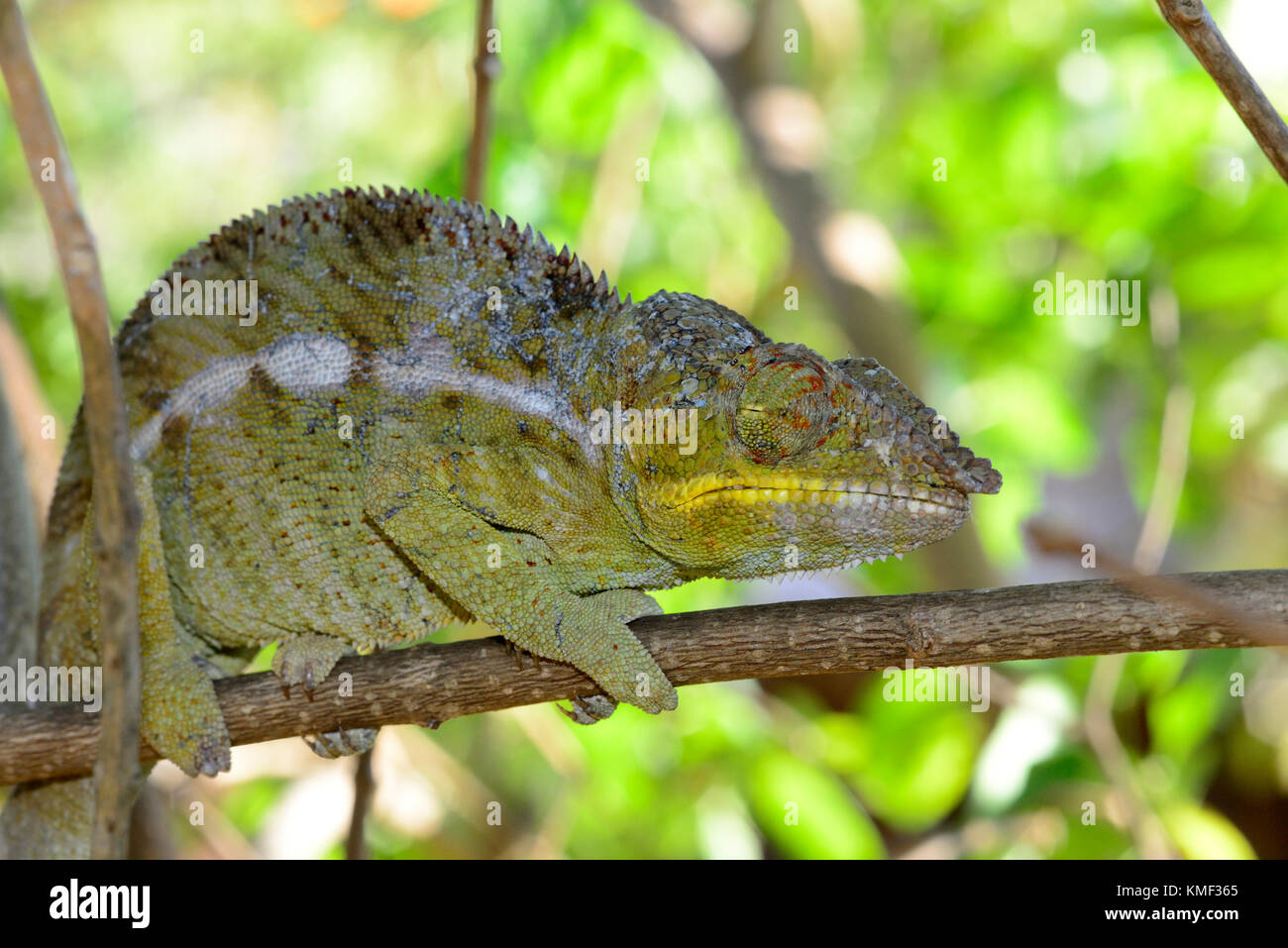 Panther chameleon (Furcifer pardalis, Chamaeleo pardalis), on a branch, Nosy be, Madagascar Stock Photo