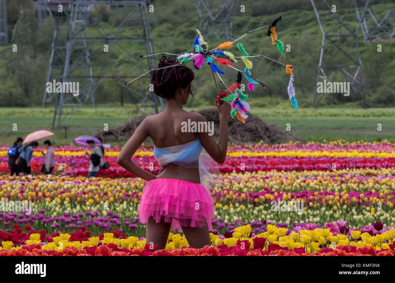 Abbotsford Bloom Tulip Festival Stock Photo Alamy