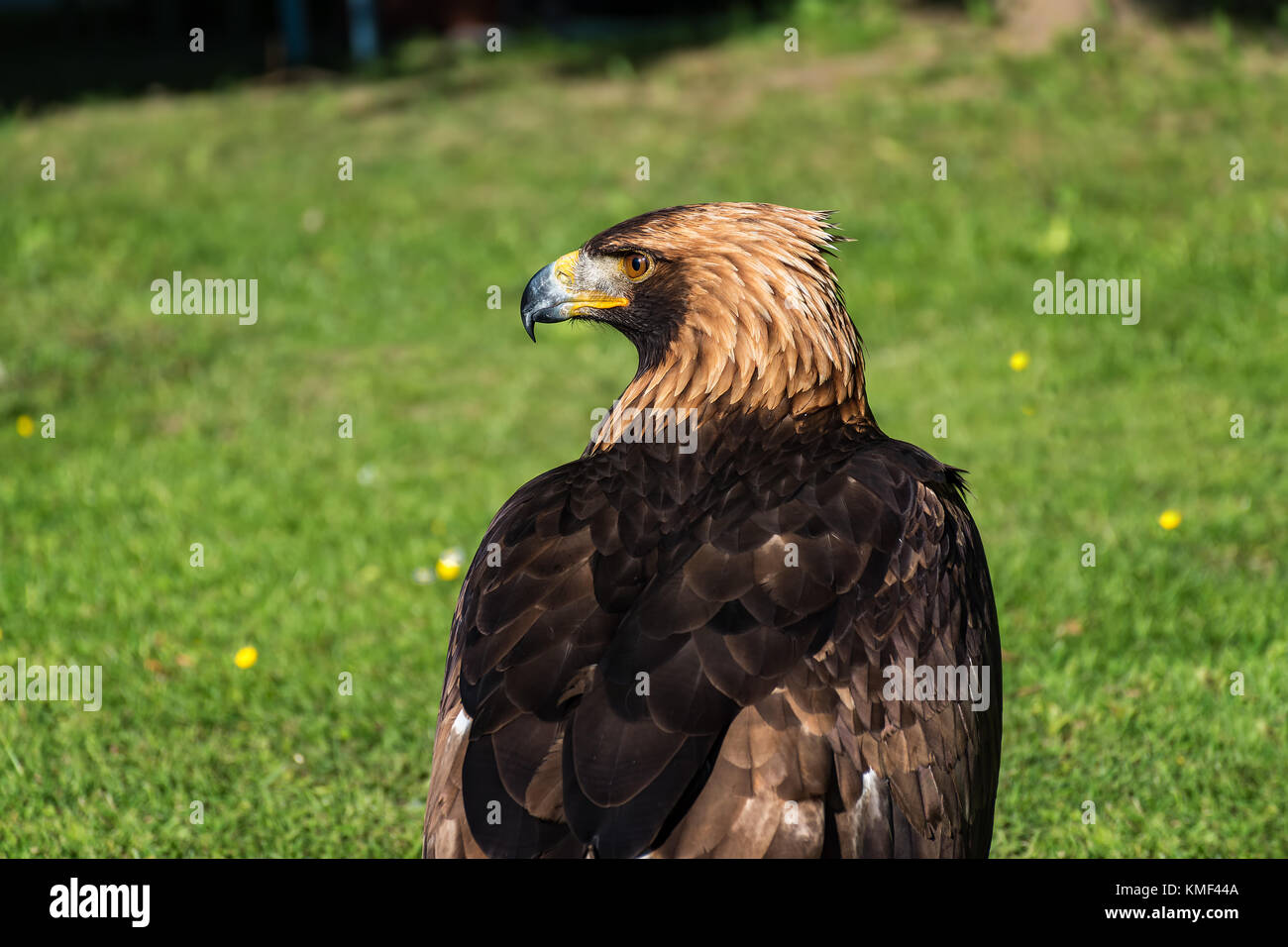 Golden eagle - closeup portrait (Aquila chrysaetos Stock Photo - Alamy