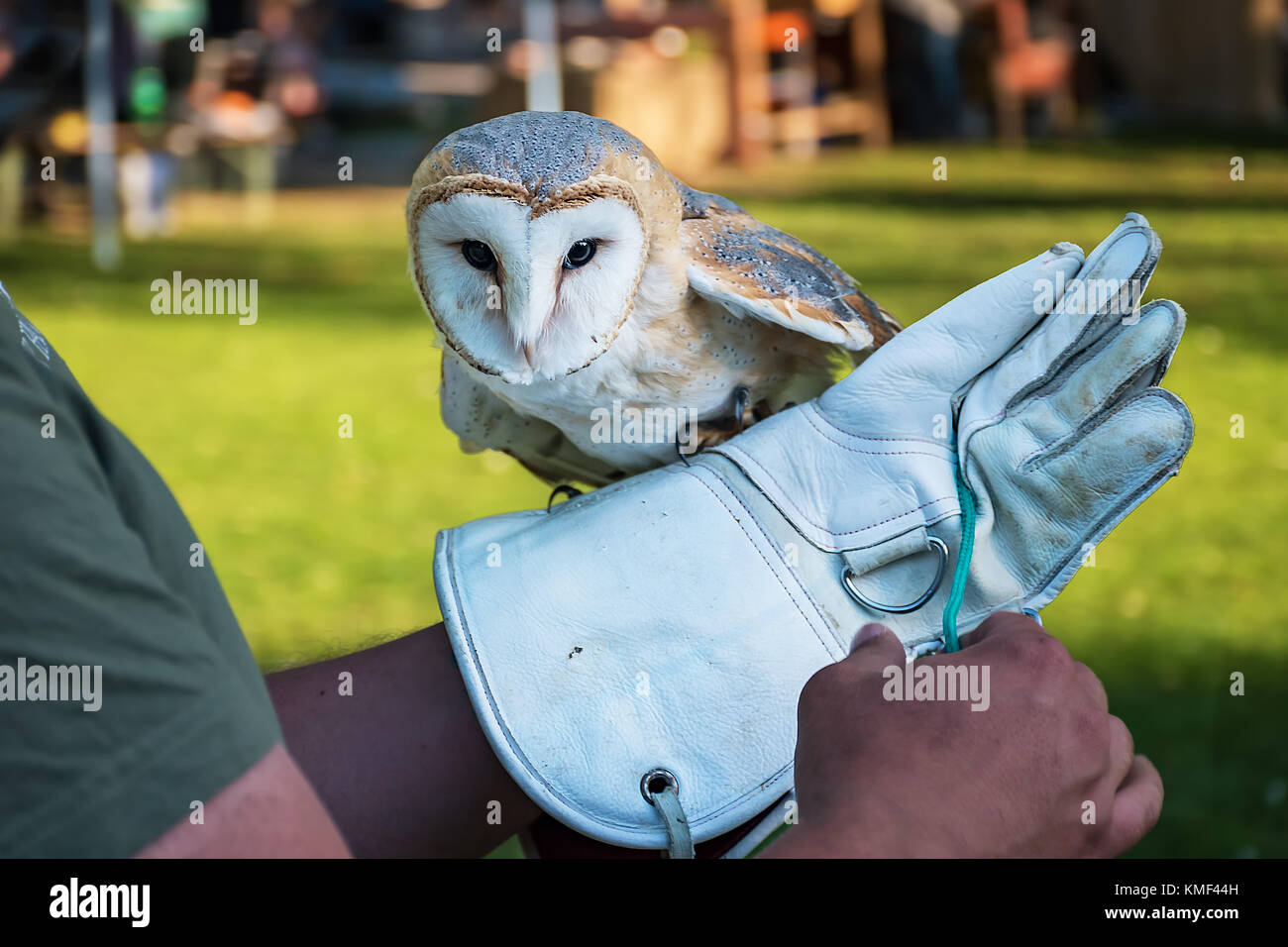 Barn owl on handler's glove (Tyto alba) Stock Photo