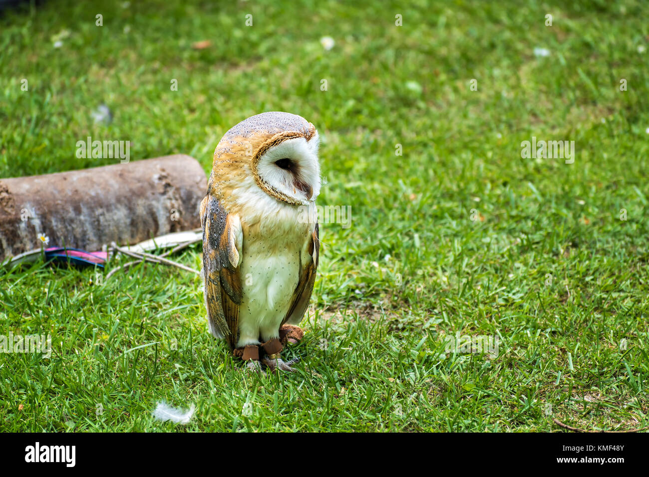 Barn owl (Tyto alba) on green grass – closeup portrait Stock Photo
