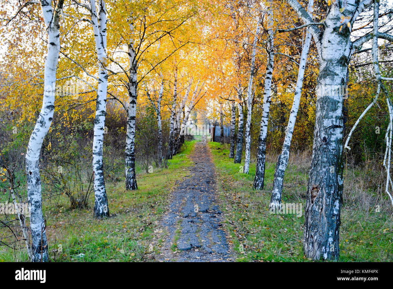 The path strewn with autumn yellow leaves of trees. Autumn alley Stock ...