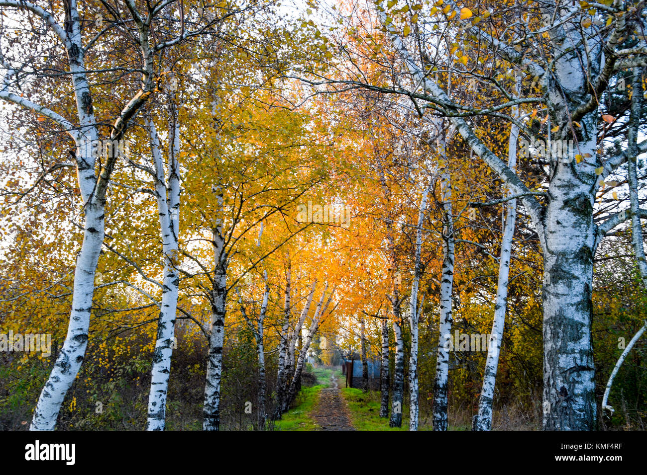 The path strewn with autumn yellow leaves of trees. Autumn alley Stock ...