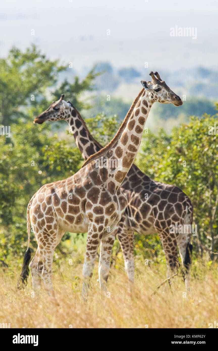 Under a shining sun two giraffes stand at a tree with the crossed long necks. Rothschild Giraffes  (Giraffa camelopardalis) in Uganda (Africa) Stock Photo
