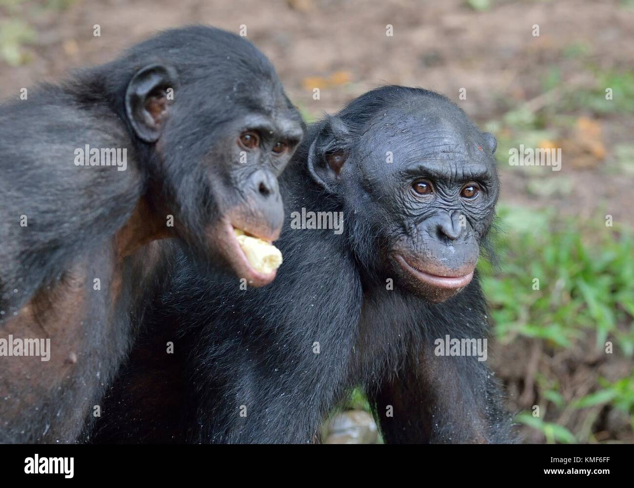 The bonobo ( Pan paniscus), formerly called the pygmy chimpanzee and less often, the dwarf or gracile chimpanzee. Democratic Republic of Congo. Africa Stock Photo