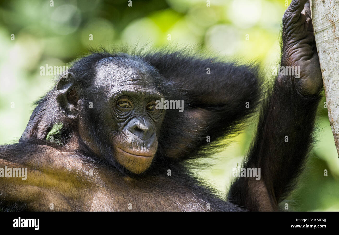 The close-up portrait of juvenile Bonobo on the tree in natural habitat ...