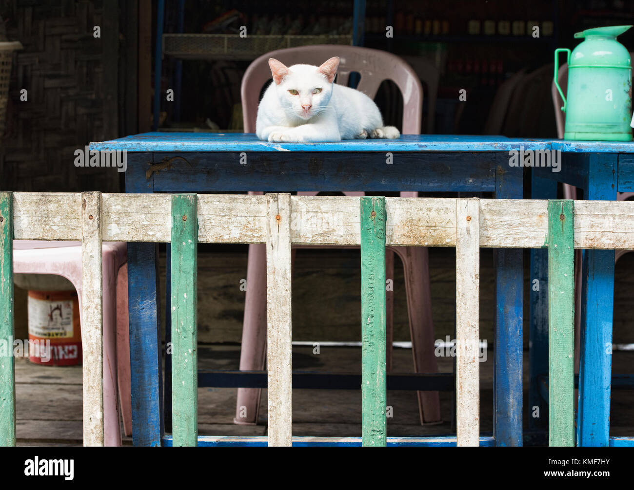 White cat with green eyes, Mergui Archipelago, Myanmar Stock Photo