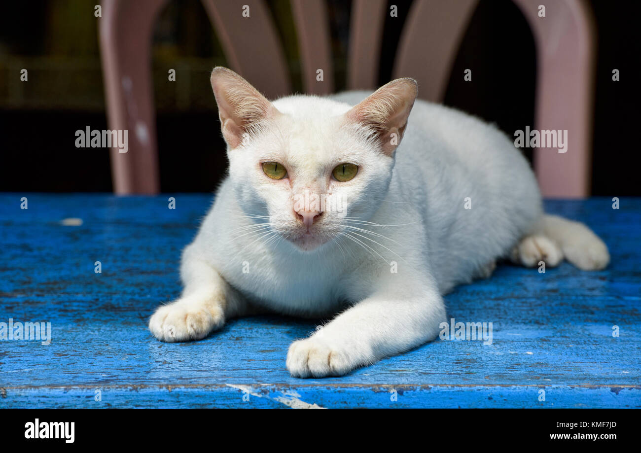 White cat with green eyes, Mergui Archipelago, Myanmar Stock Photo