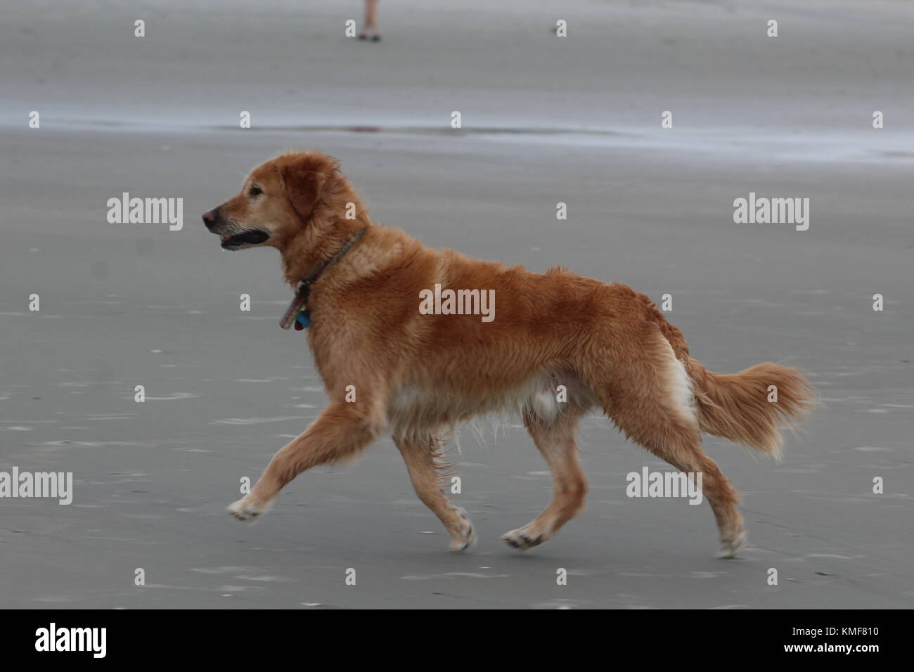 Wagging tail hi-res stock photography and images - Alamy, image size:1300x956
