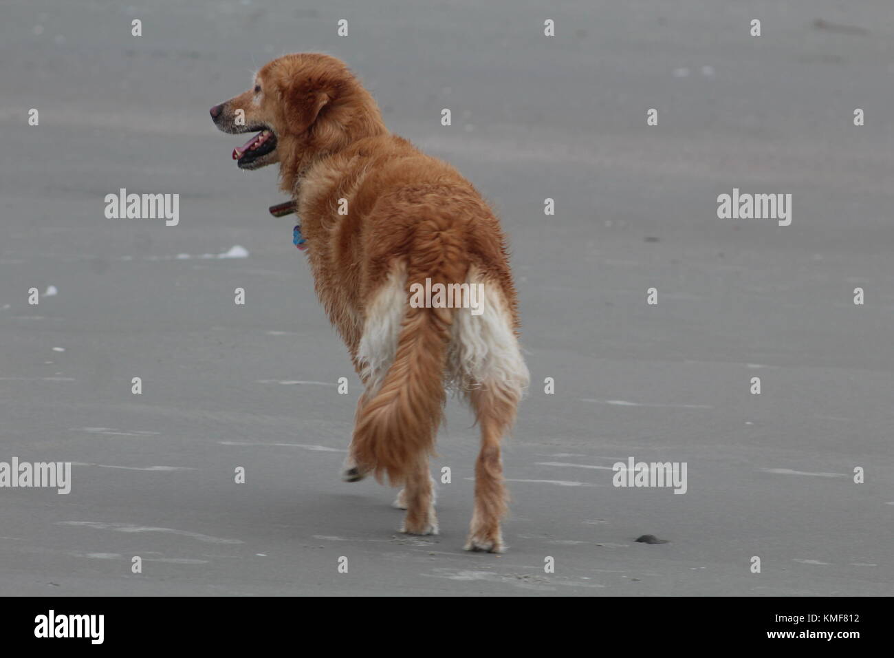 Wagging tail hi-res stock photography and images - Alamy, image size:1300x956