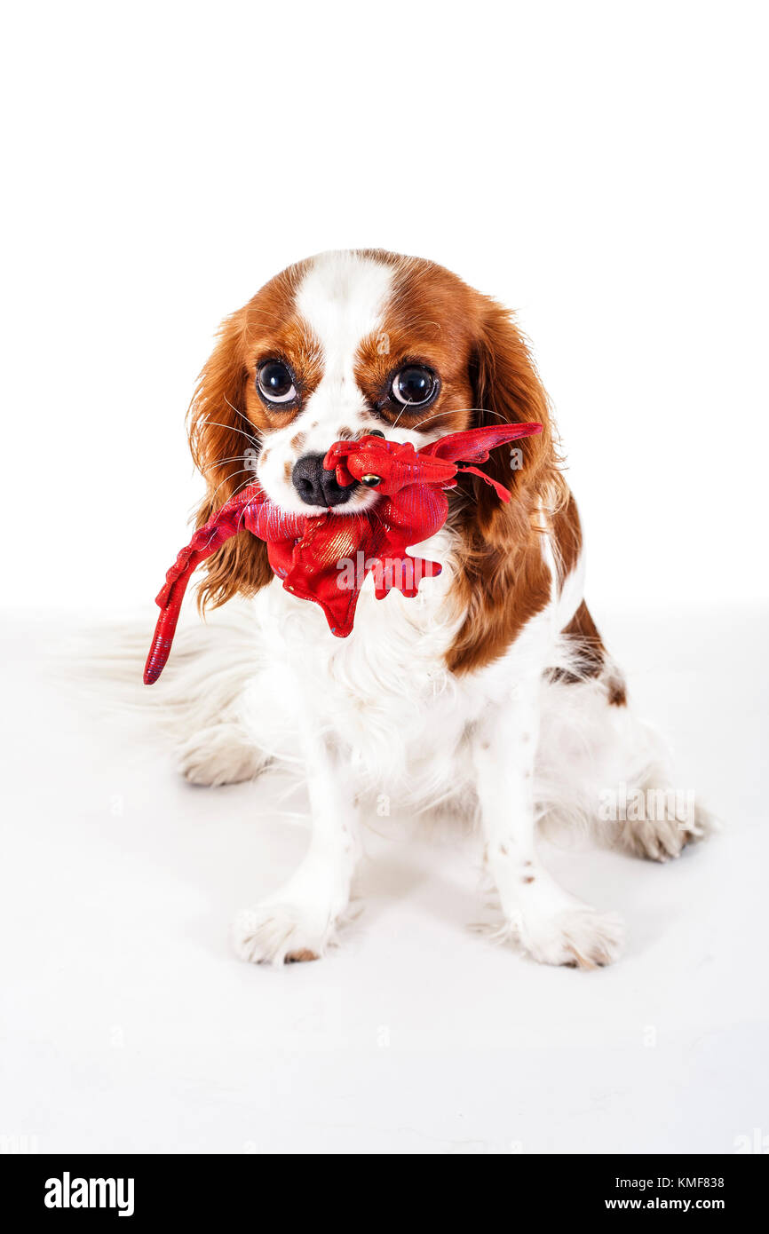 Cute Cavalier King Charles spaniel Puppies 