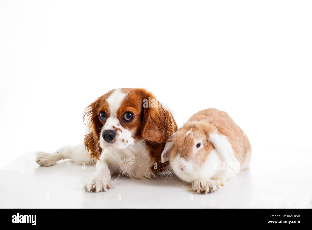Cute cavalier king charles spaniel dog puppy on isolated white studio background. Dog puppy with lop bunny rabbit. Stock Photo