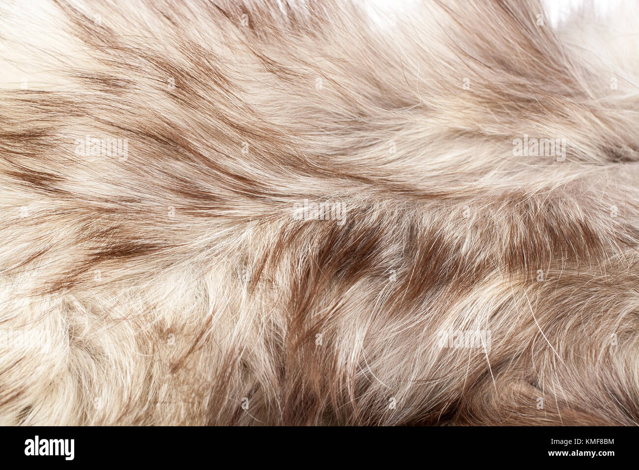 Silver fox real fur closeup. Fox wolf real fur texture pattern. Stock Photo
