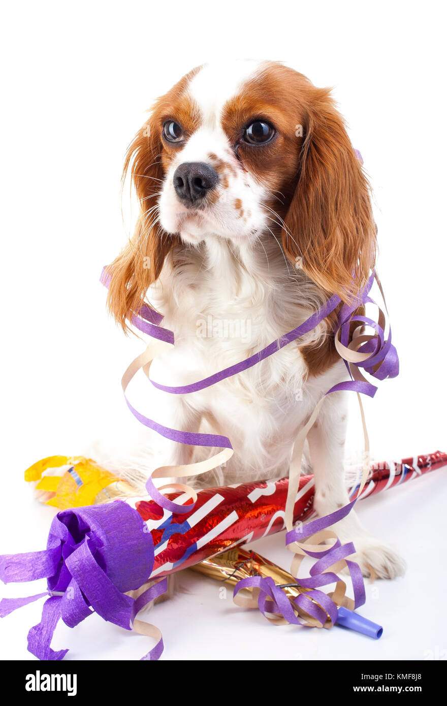 puppy new year