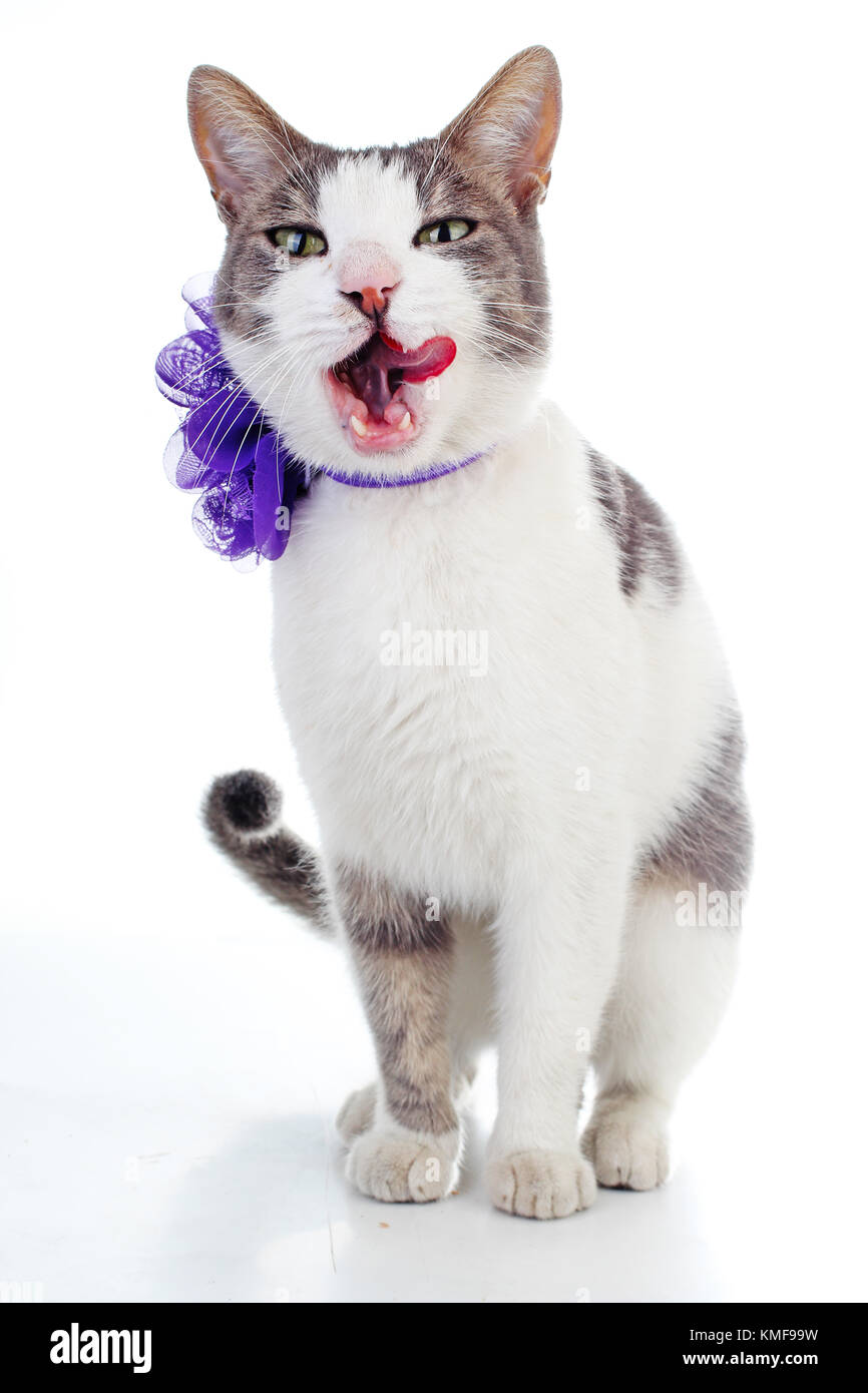 Domestic cat on isolated white background. Cat wanting food. Trained cat. Animal mammal pet. Beautiful grey white cat young kitten on isolated white studio photo background. Cat with beautiful eyes. Stock Photo