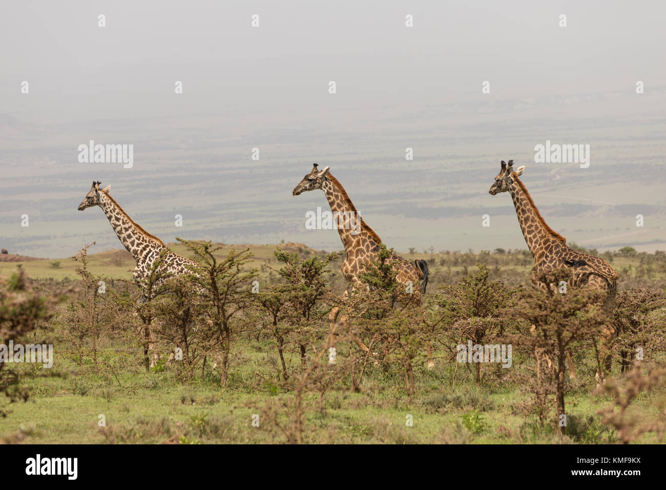 Wild giraffes in Serengeti national park, Tanzania Stock Photo
