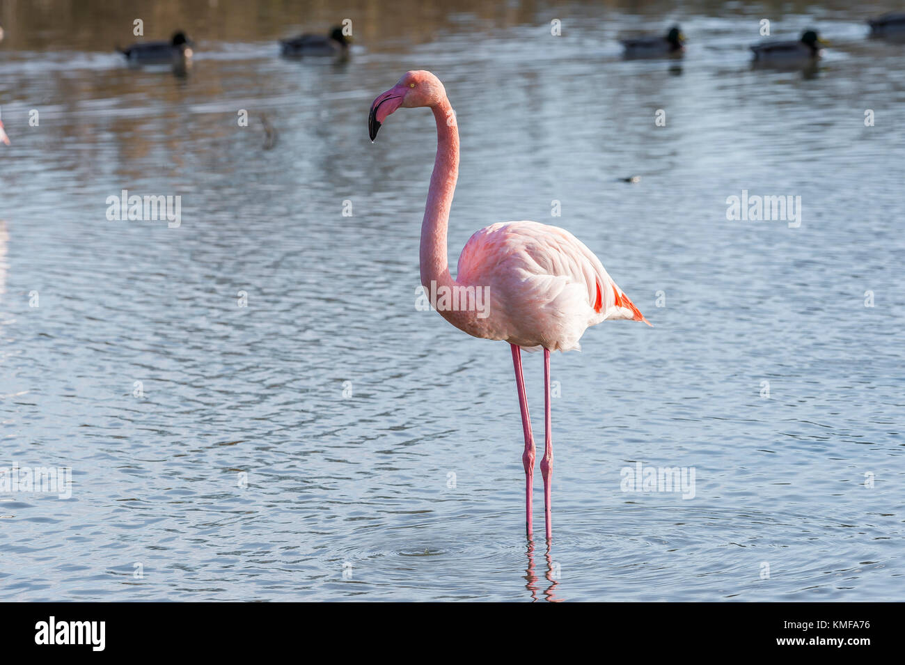 Flamants roses hi-res stock photography and images - Alamy