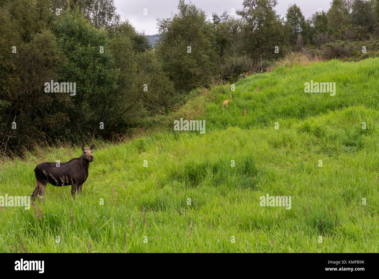Moose and deer in a meadow at Egersund in Norway Stock Photo