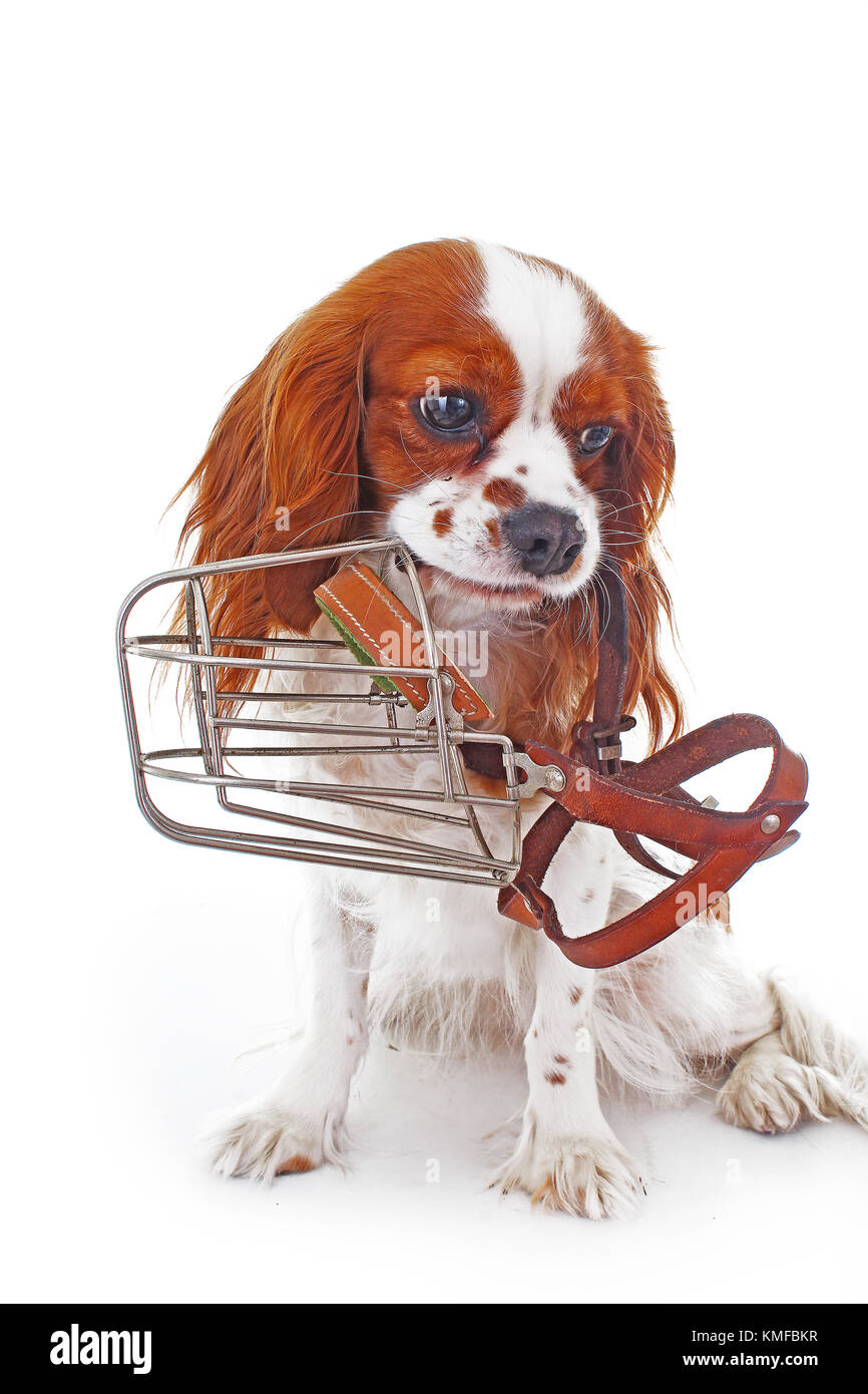 Dog with muzzle. Avoid bite snapper dogs. Cavalier king charles spaniel dog photo. Beautiful cute cavalier puppy dog on isolated white studio background. Trained pet photos for every concept. Stock Photo