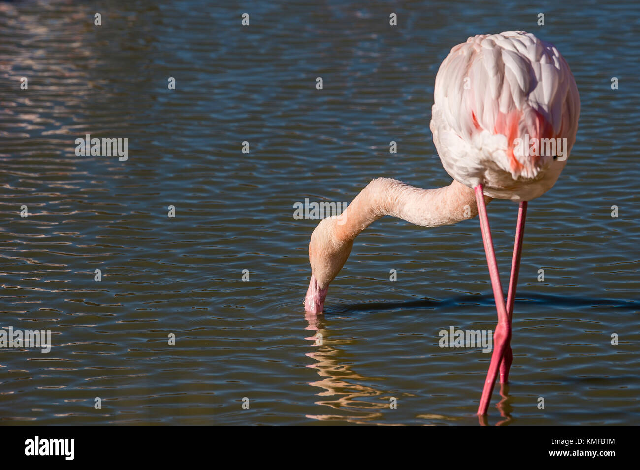 Flamant Rose High Resolution Stock Photography And Images Alamy Flamant Rose High Resolution Stock Photography And Images Alamy