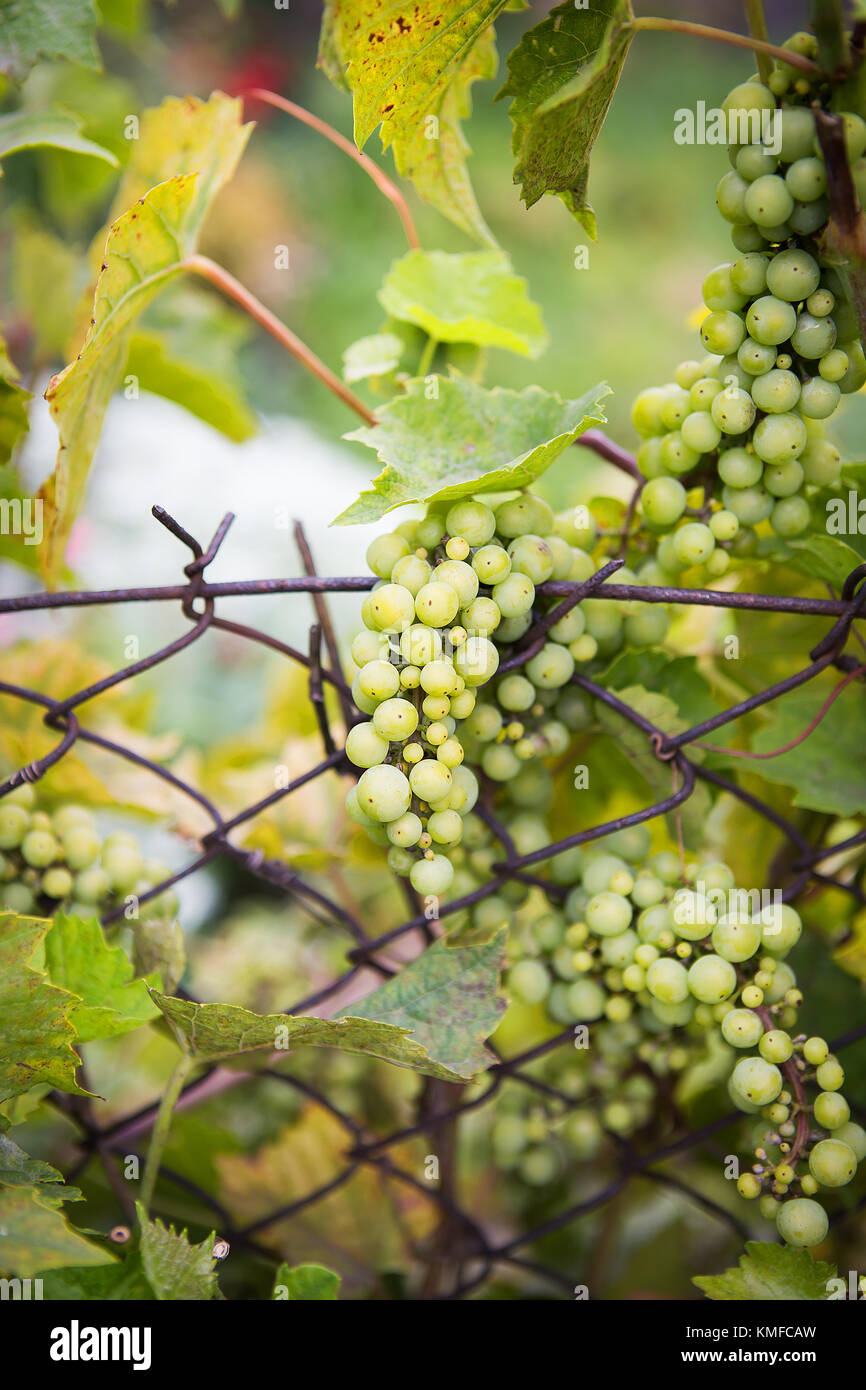 bunch of grapes on the vine with green leaves Stock Photo - Alamy