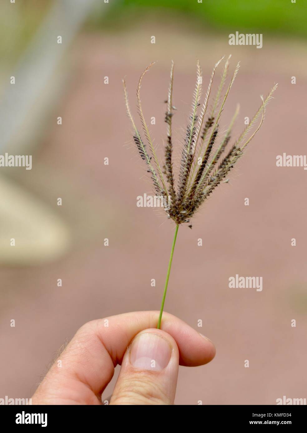 Grass seed head with cone like shape, Townsville, Queensland, Australia