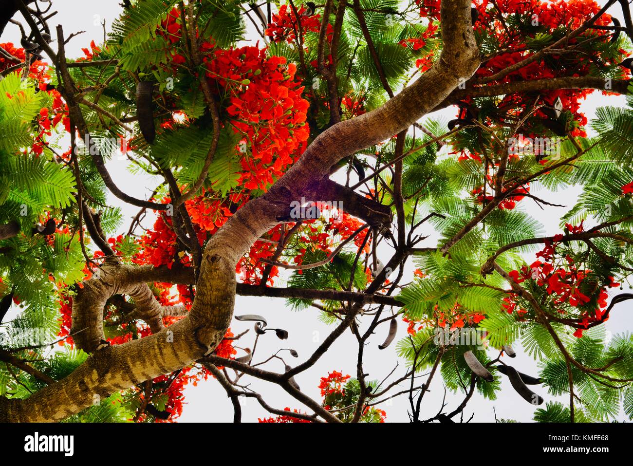 Flamboyant Tree Delonix Regia Originally From Madagascar Hi res Stock flamboyant-tree-delonix-regia-originally-from-madagascar-hi-res-stock
