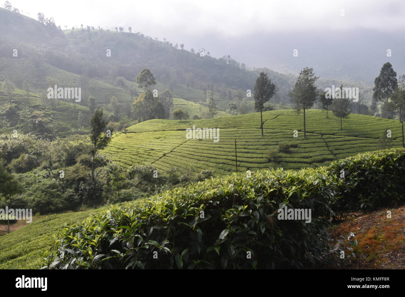 Tea Gardens in South India State Kerala Stock Photo