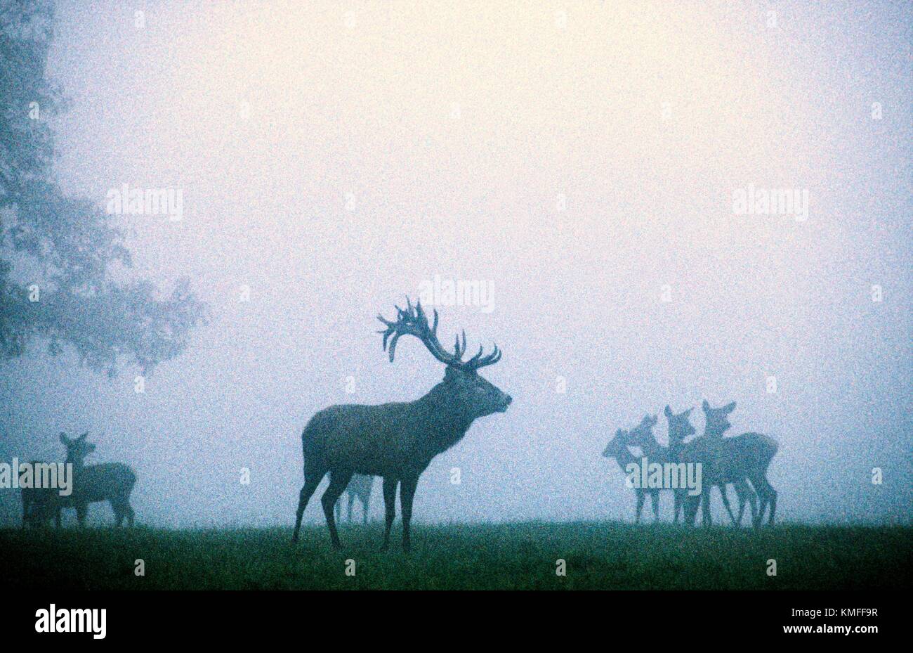 red deer Cervus elaphus stag with does in autumn morning mist rutting season Stock Photo