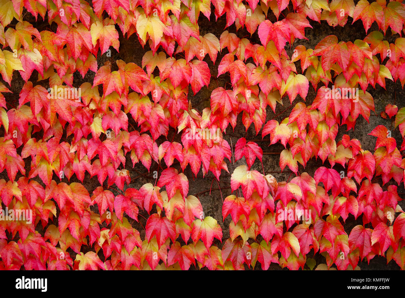 pattern of autumn fall leaves on a building front facade Stock Photo