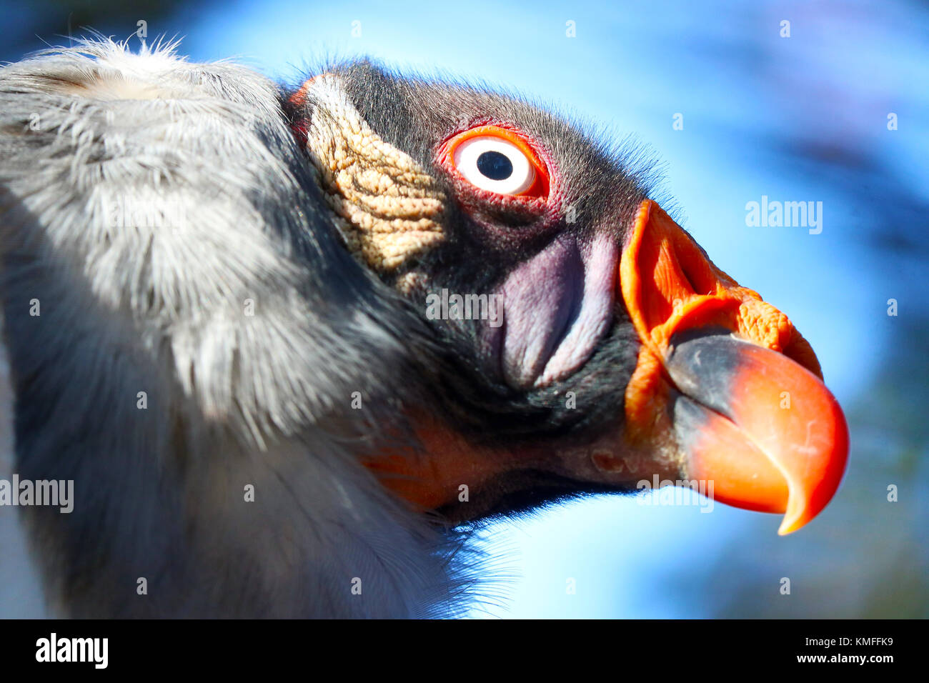 colorful head of a lurking king vulture (sarcoramphus papa) in portrait view in front of a blue sky in the sun Stock Photo