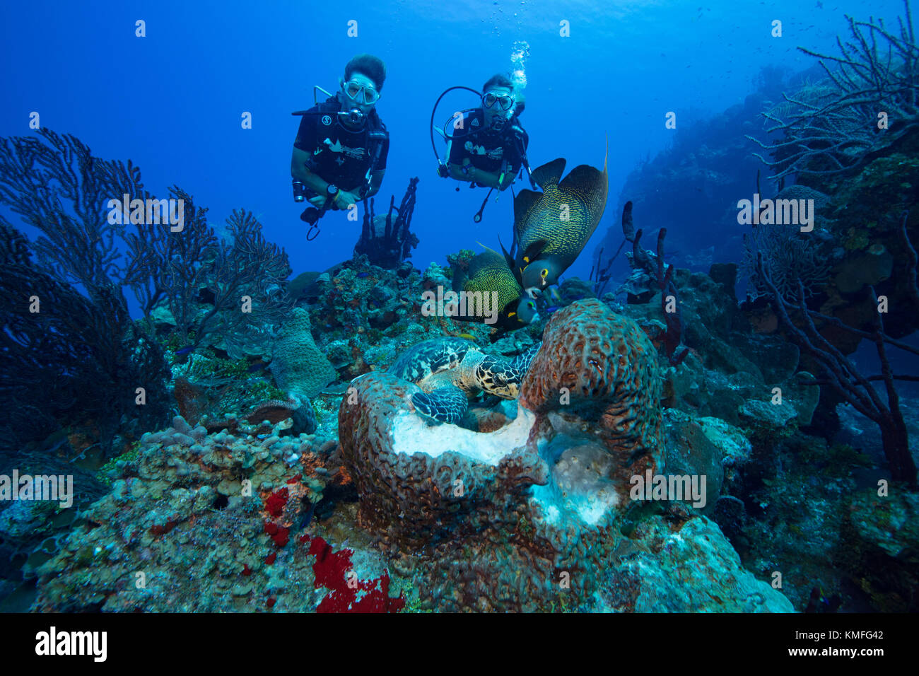 Divers watch the interaction of different species of marine life as they access the same food source. Stock Photo