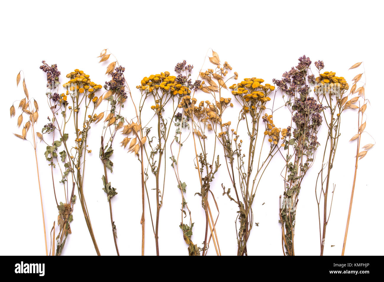 Flat lay dry branches of tansy and heather on a white background. Calluna vulgaris and Tanacetum view from above. Medical herb. Stock Photo