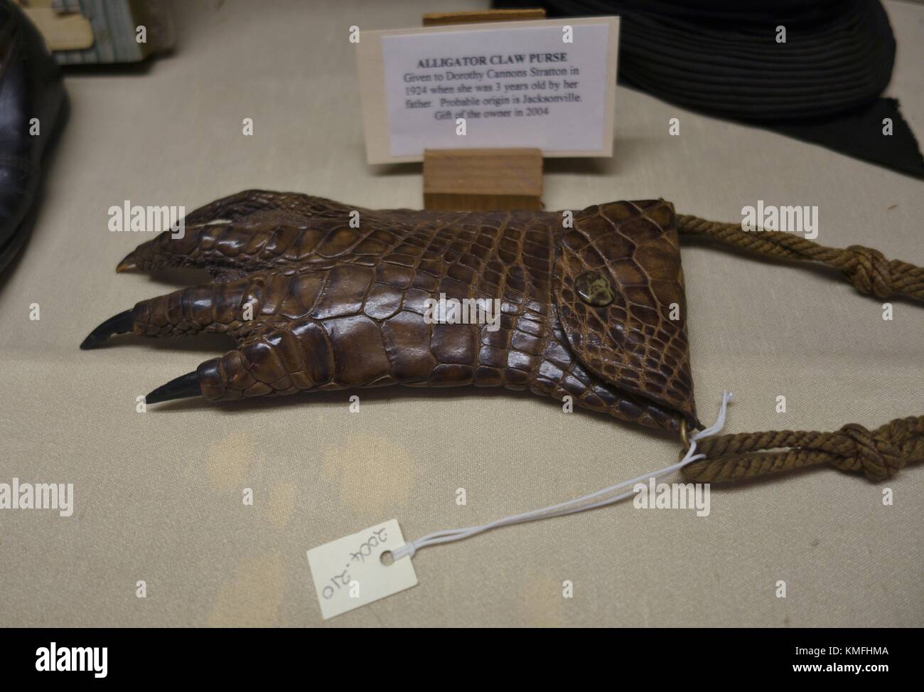 An alligator claw purse, on display at the Halifax Historical Museum in Daytona Beach, Florida, USA. Stock Photo