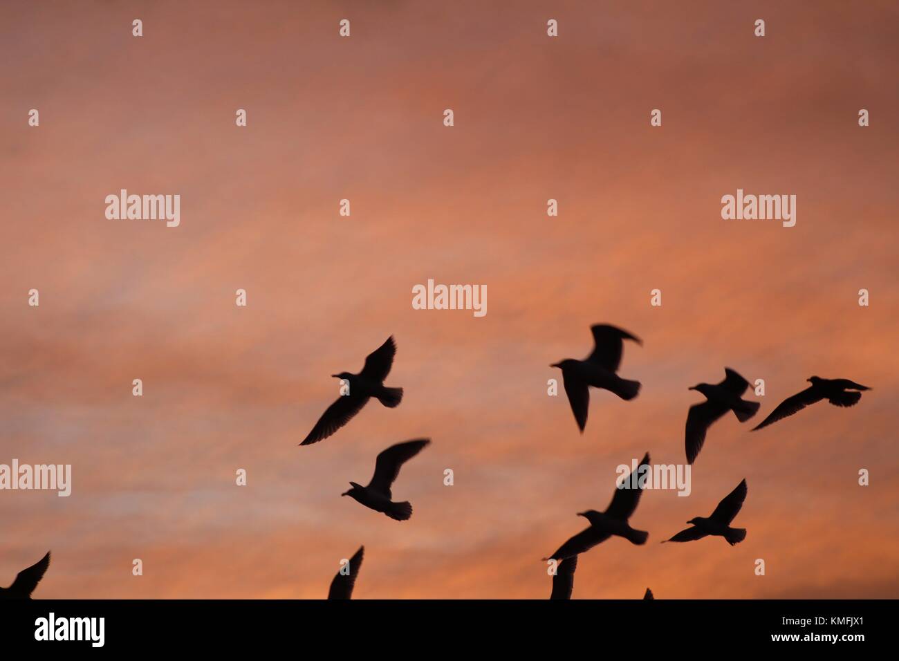 A flock of birds flying from danger at a local beach Stock Photo