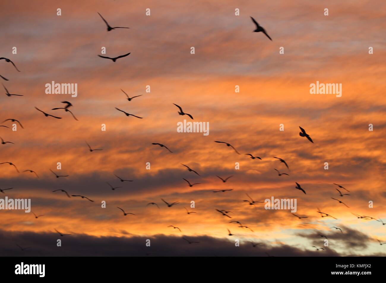 A flock of birds flying from danger at a local beach Stock Photo