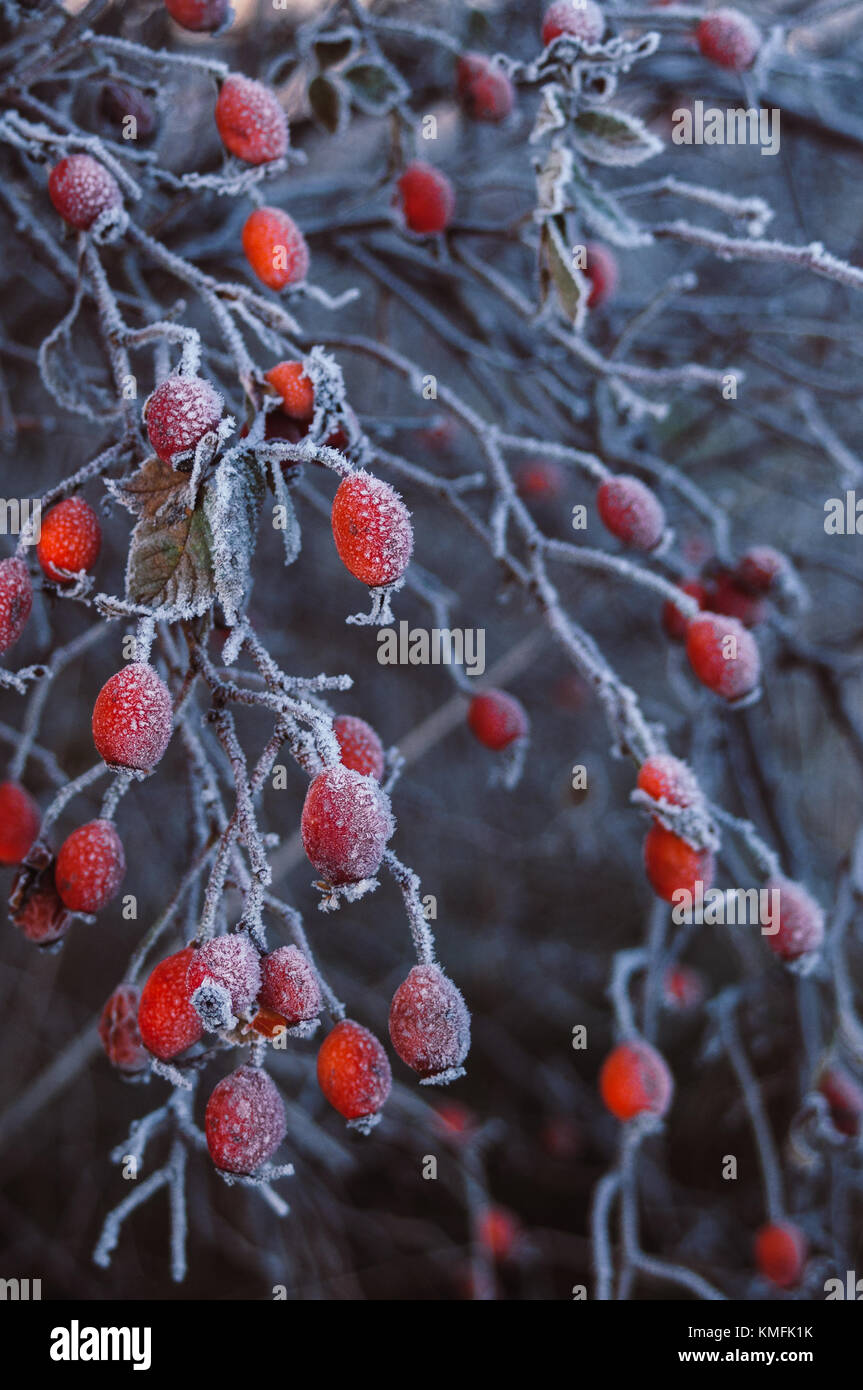 Bright red Sweetbrier hips. Dark winters day. Stock Photo