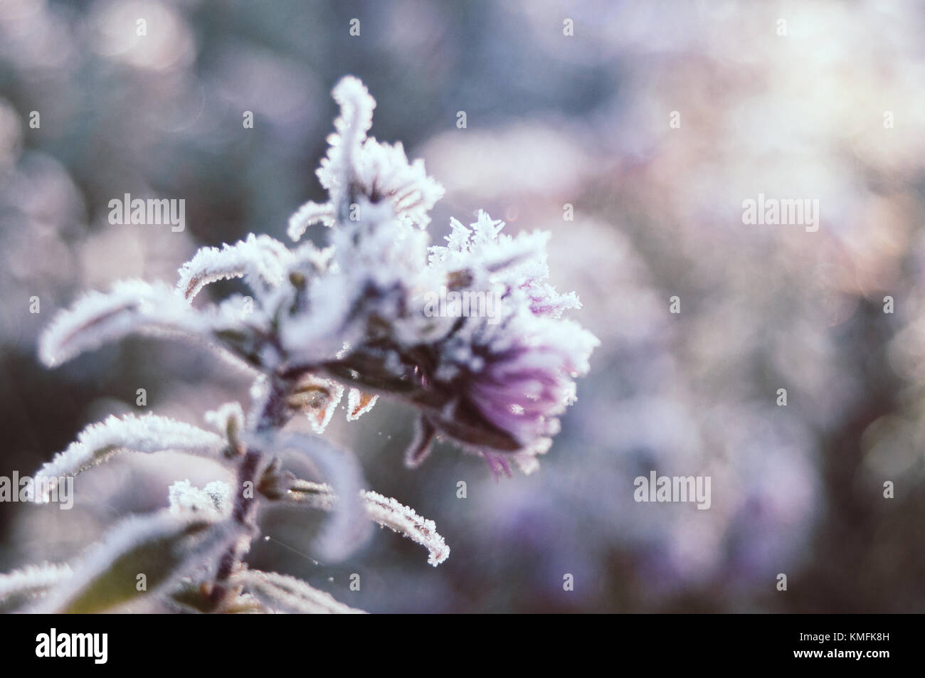 Frozen Aster closeup. Bokeh effect. Stock Photo