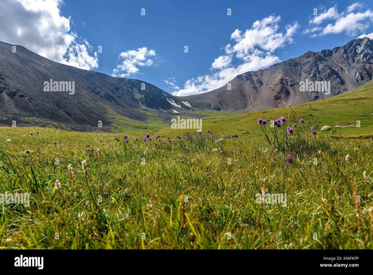 Violet wildflowers Allium schoenoprasum on a bright green alpine meadow in the highlands against the backdrop of mountains and blue sky with clouds Stock Photo