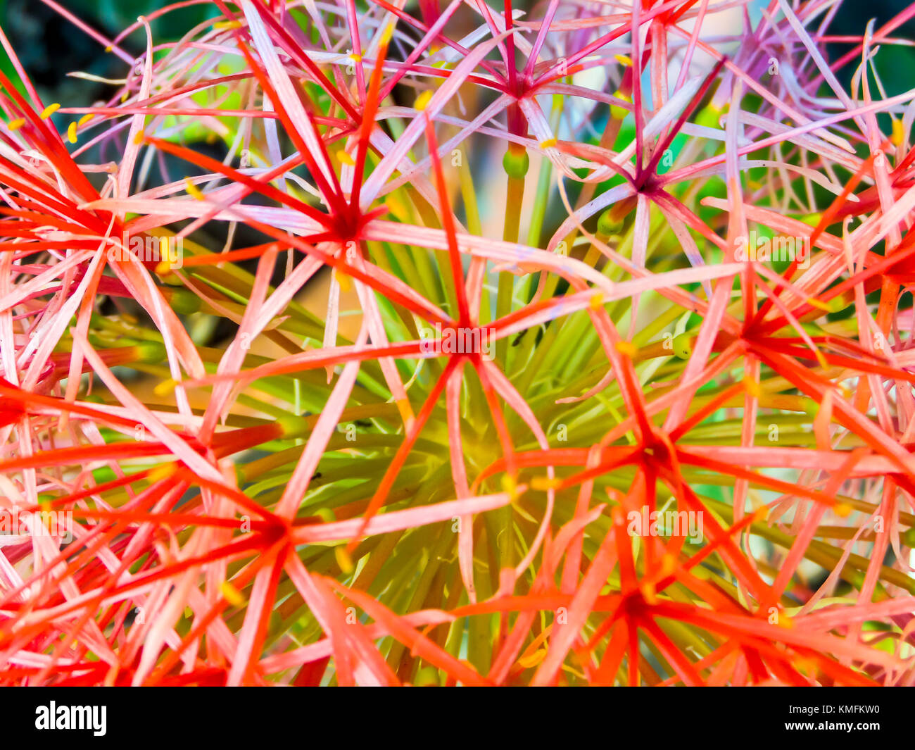 blood flower, powder puff lilly is grown as an ornamental plant for its